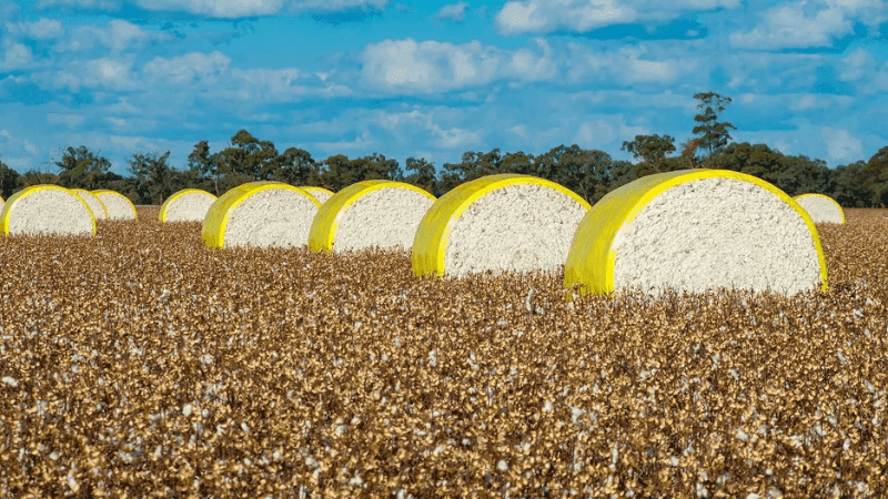Global Cotton Prices Hold Steady Despite Currency Fluctuations: Cotton Inc