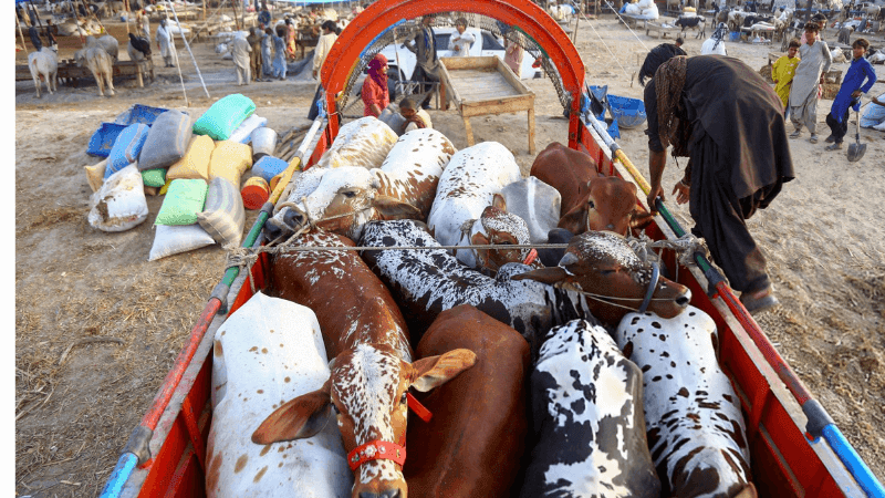 Qurbaniomics: How Eid-ul-Adha Powers a $100 Billion Global Economy