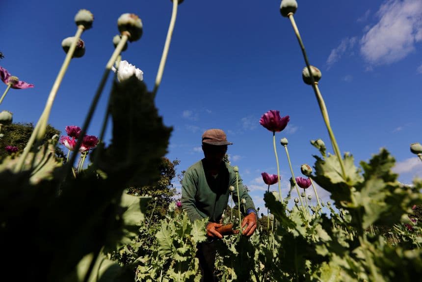 Opium Poppy Cultivation in Myanmar Hits Highest Level in a Decade, UN Report Finds