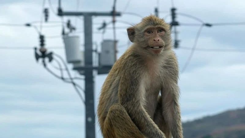 Monkey Causes Nationwide Blackout in Sri Lanka