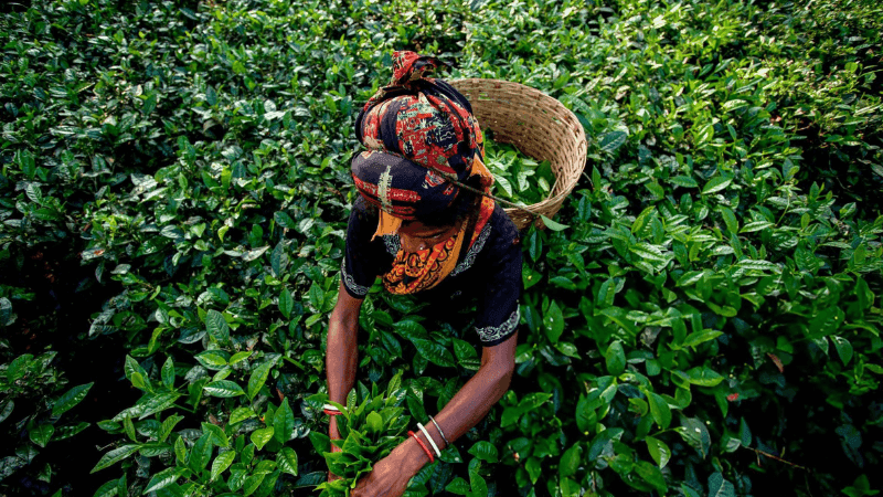 National Branding — The Missing Link to Boost Bangladeshi Tea on the Global Stage